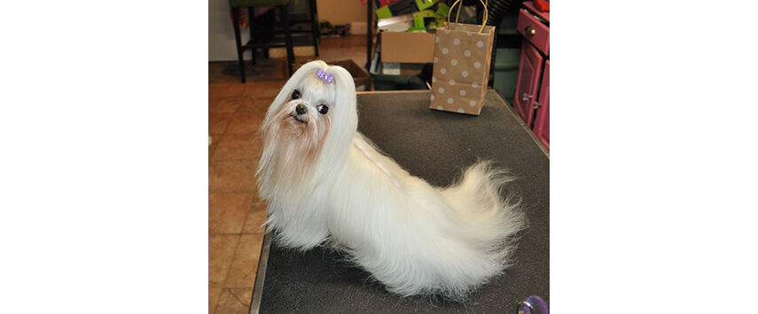 A Maltese in Full Coat